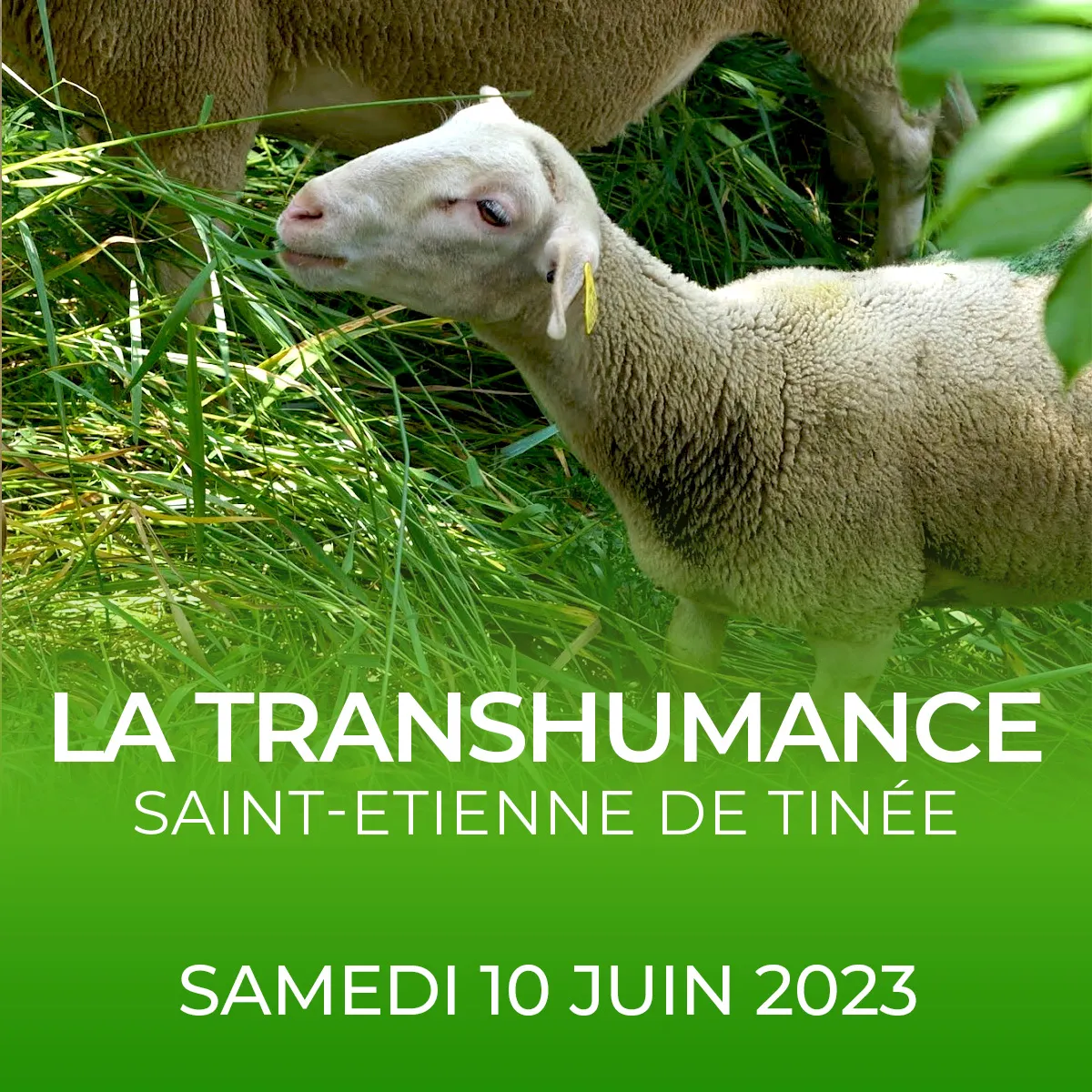 transhumance