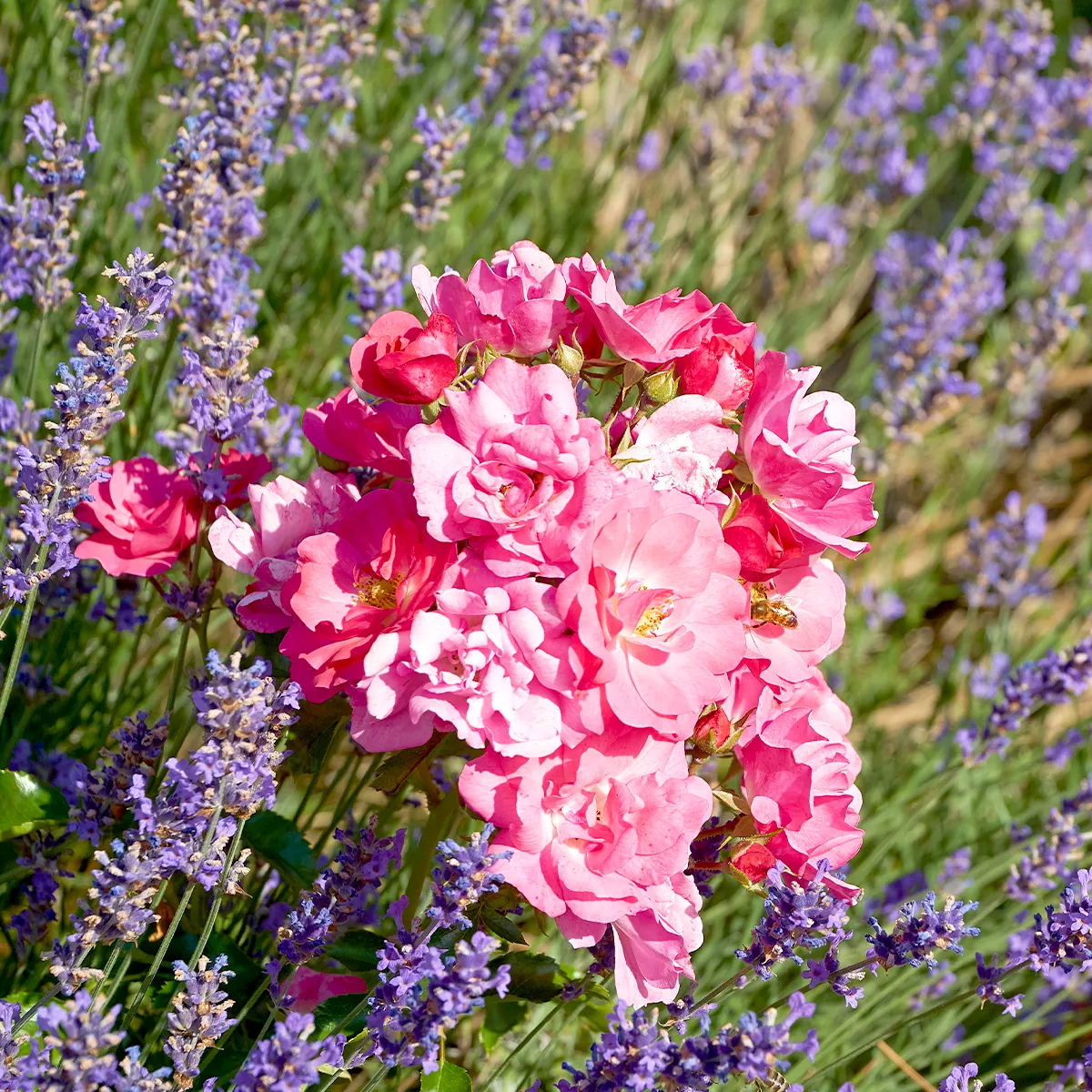 fleurs-lavande