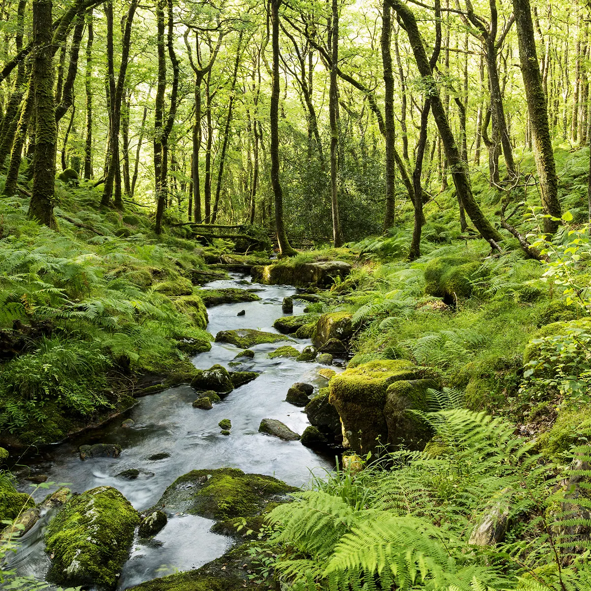 foret-ruisseau