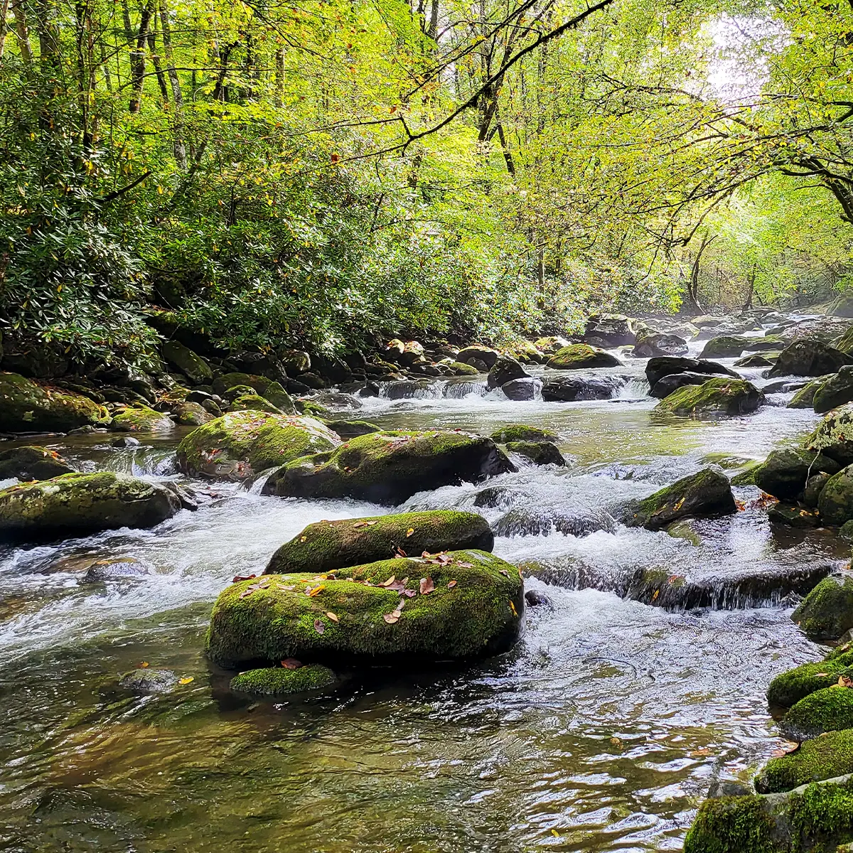 riviere